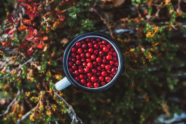 Top view of a cup filled with red berries, surrounded by autumn leaves.