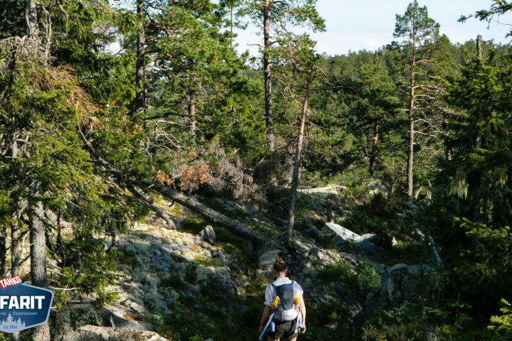 Person hiking through a dense pine forest with rocky terrain.