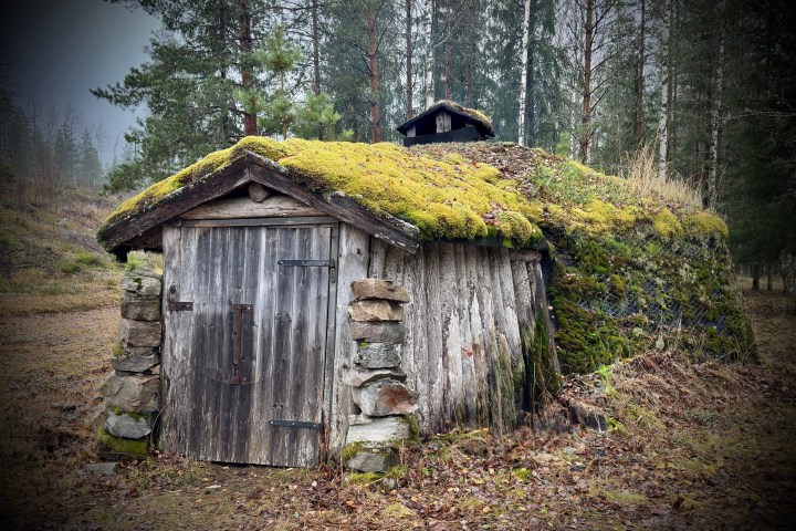 Moss-covered old wooden hut in a forest clearing.